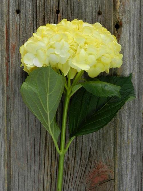 PAINTED YELLOW #16 TINTED HYDRANGEAS